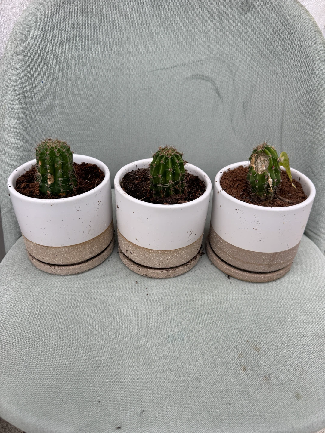 Three small cactus plants in ceramic pots all for $5