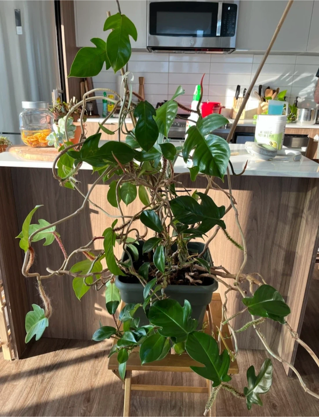 Philodendron Florida Green