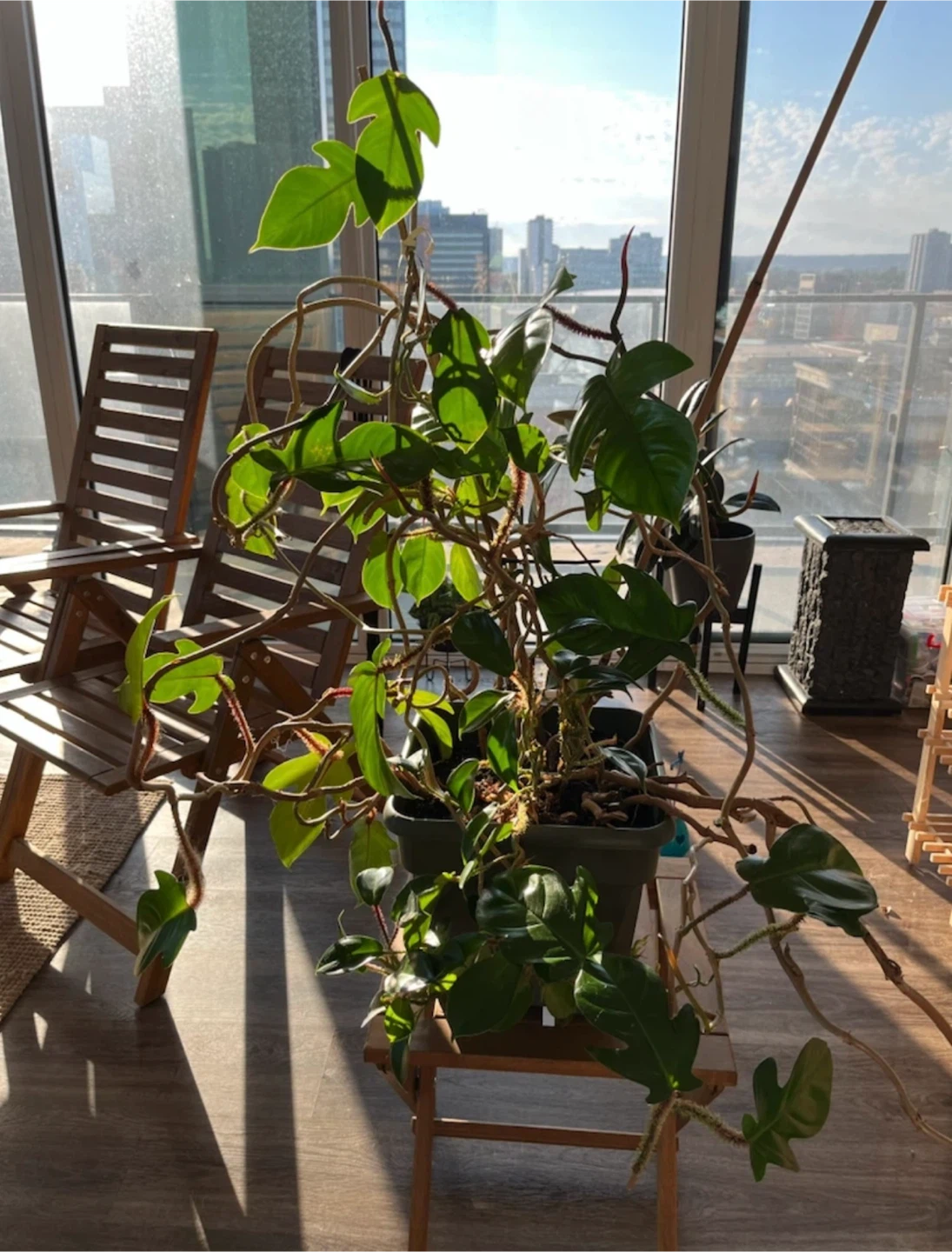 Philodendron Florida Green - photo 2