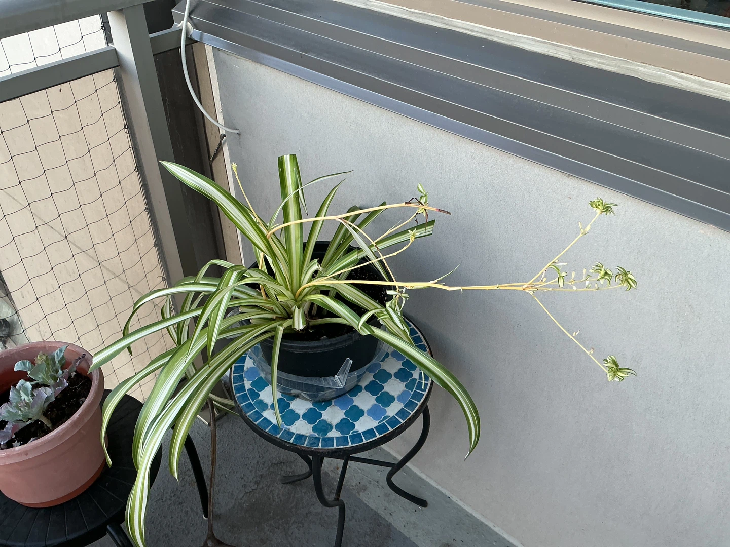 Spider plant