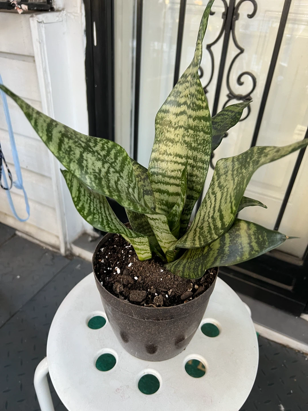 Large and healthy Snake Plant in Pot