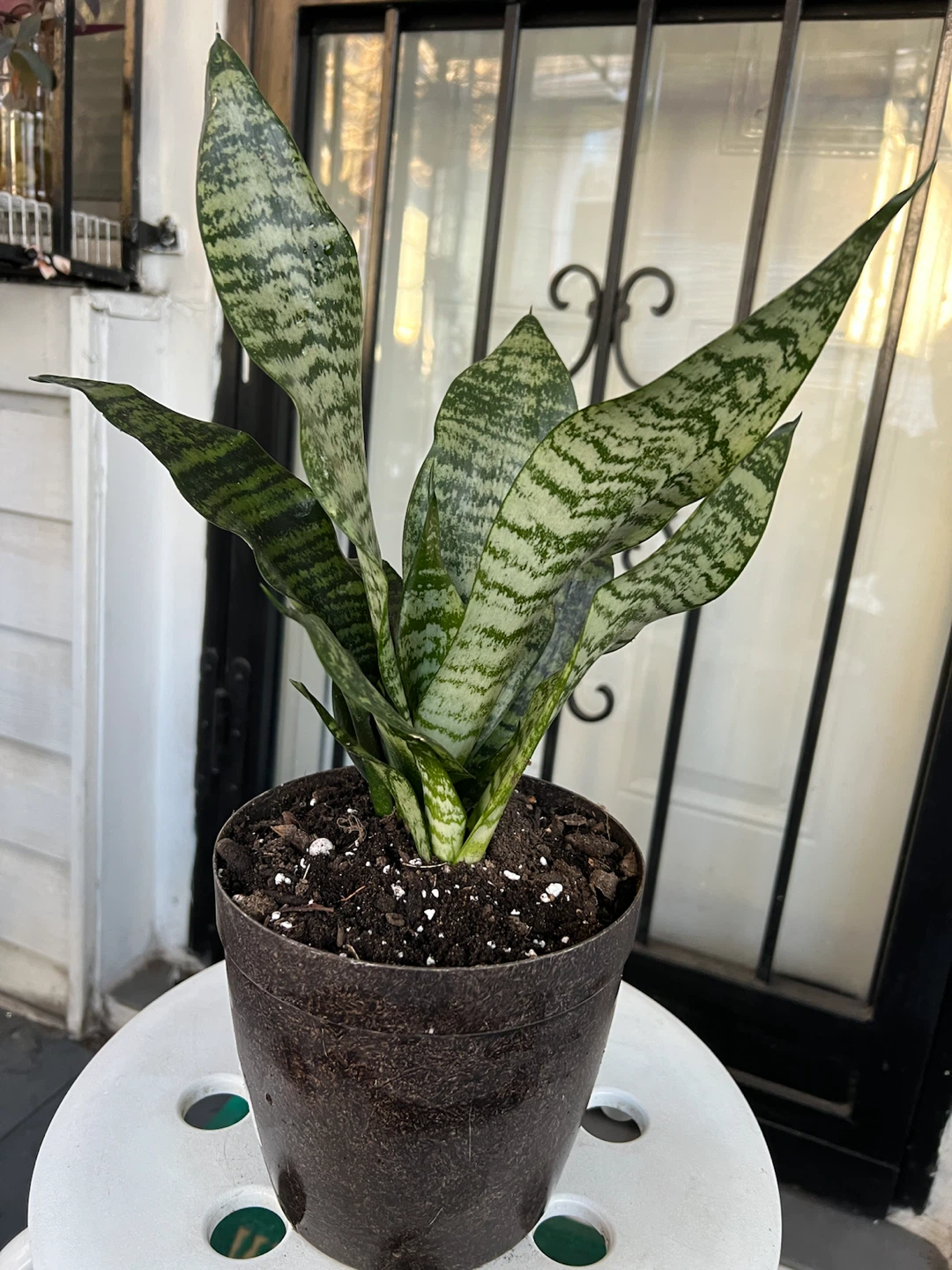 Large and healthy Snake Plant in Pot - photo 2