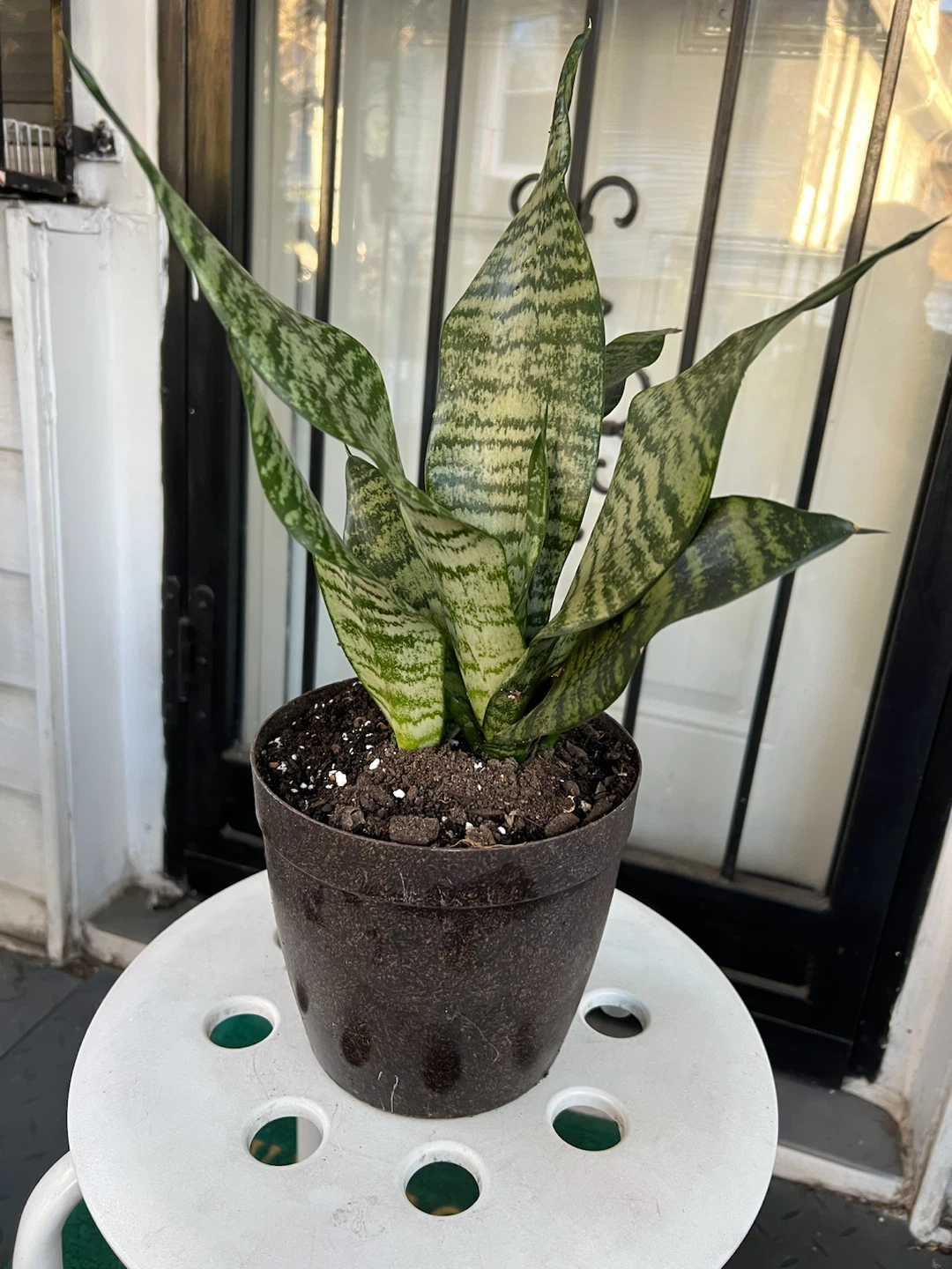 Large and healthy Snake Plant in Pot - photo 3