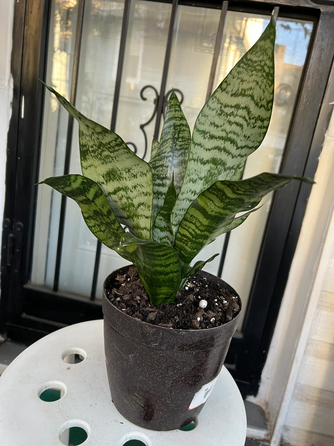 Large and healthy Snake Plant in Pot - photo 4