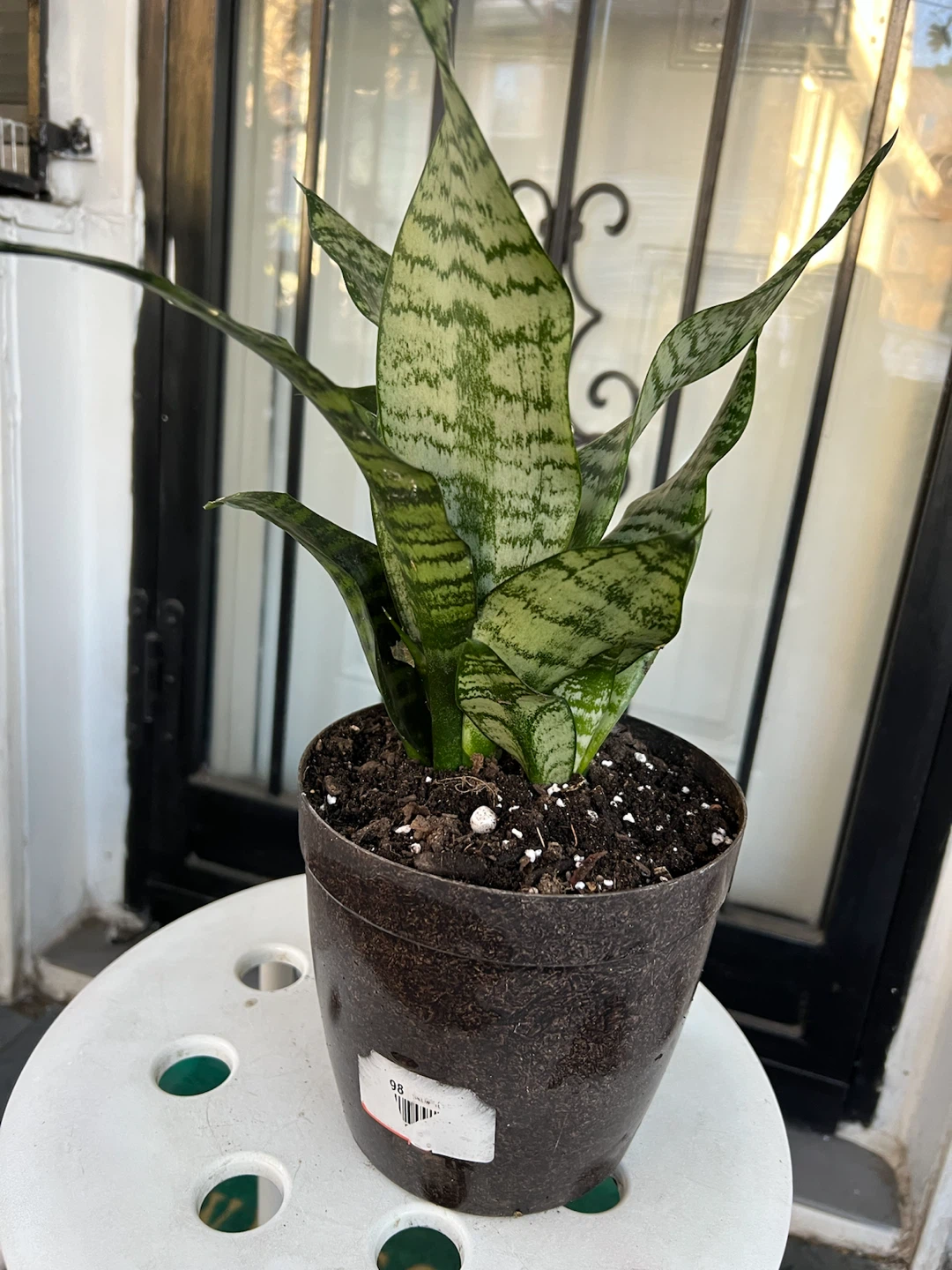 Large and healthy Snake Plant in Pot - photo 5