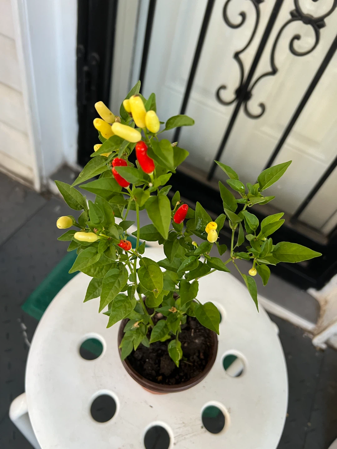 Chili pepper plant with red and yellow peppers