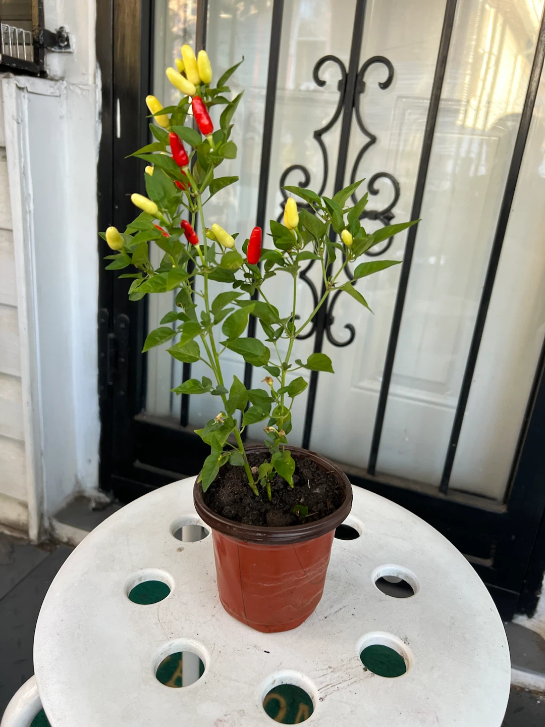 Chili pepper plant with red and yellow peppers - photo 2