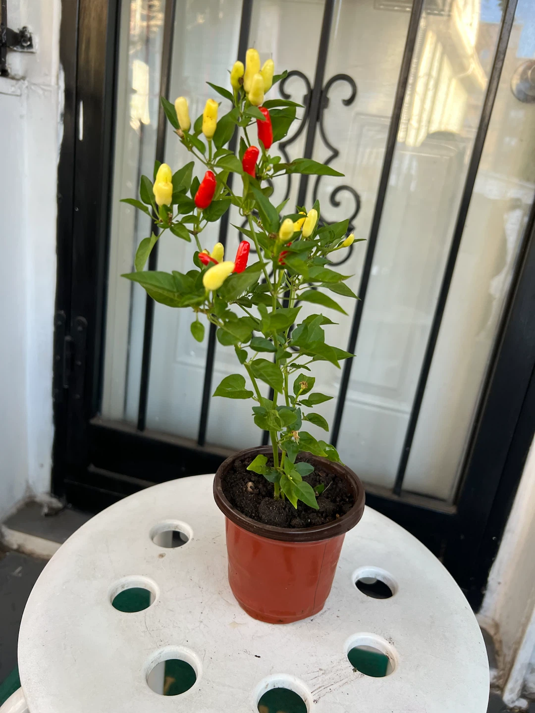 Chili pepper plant with red and yellow peppers - photo 3