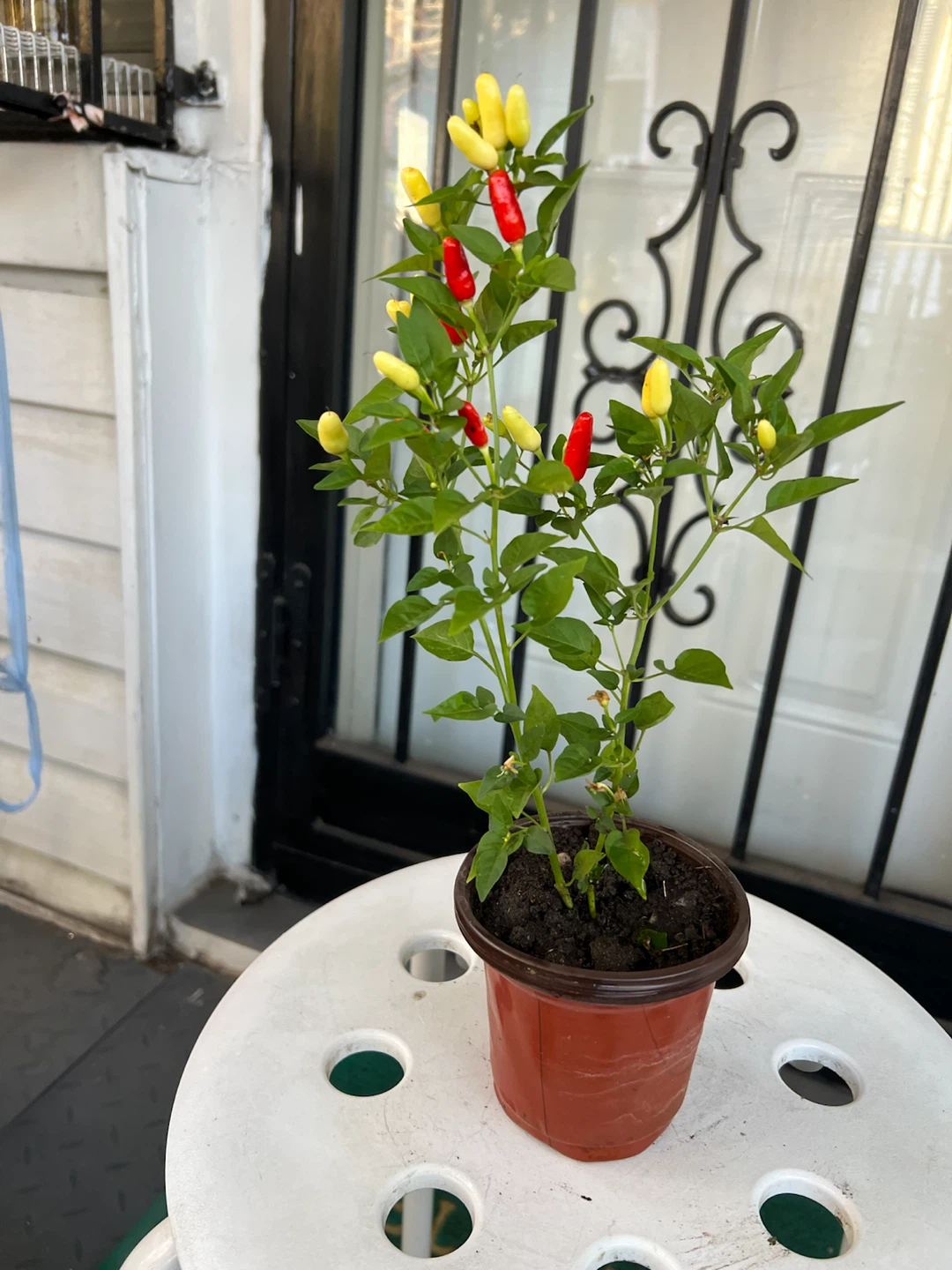 Chili pepper plant with red and yellow peppers - photo 4
