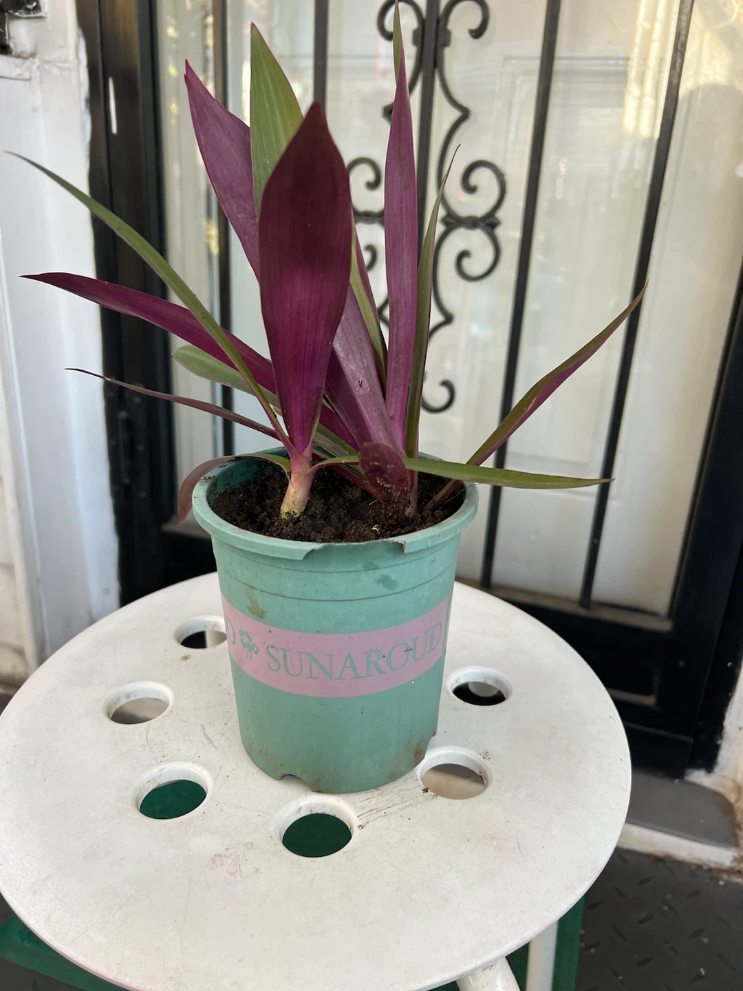 Tradescantia spathacea Oyster Plant