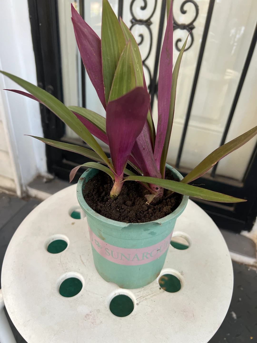 Tradescantia spathacea Oyster Plant - photo 2