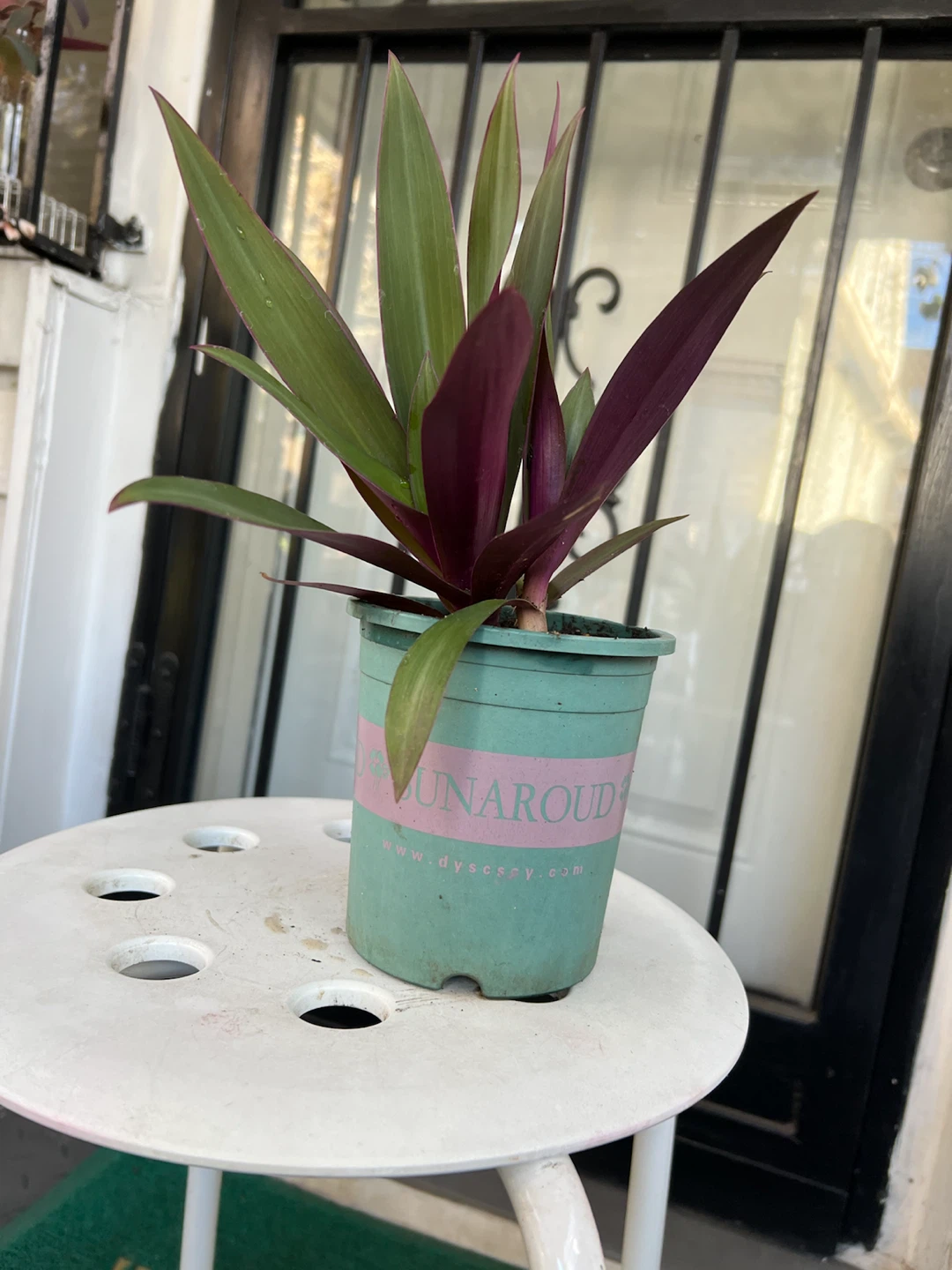 Tradescantia spathacea Oyster Plant - photo 3