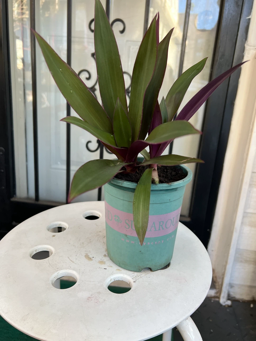 Tradescantia spathacea Oyster Plant - photo 4