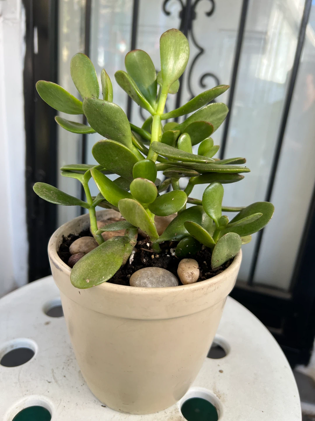 Healthy Jade Plant in Ceramic Pot
