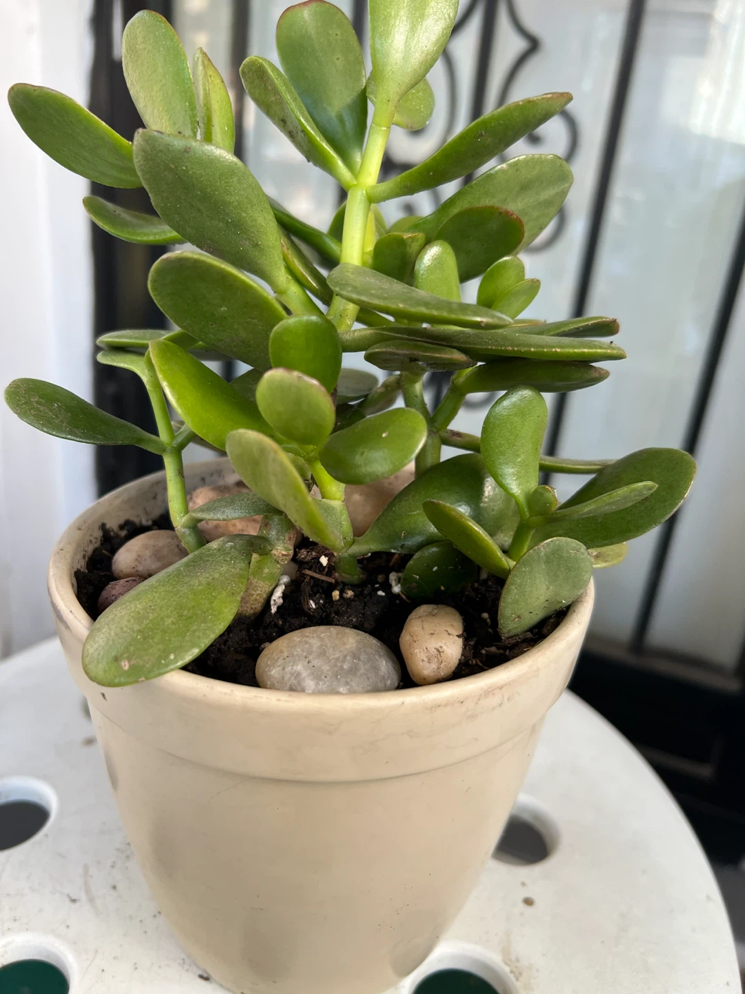 Healthy Jade Plant in Ceramic Pot - photo 2