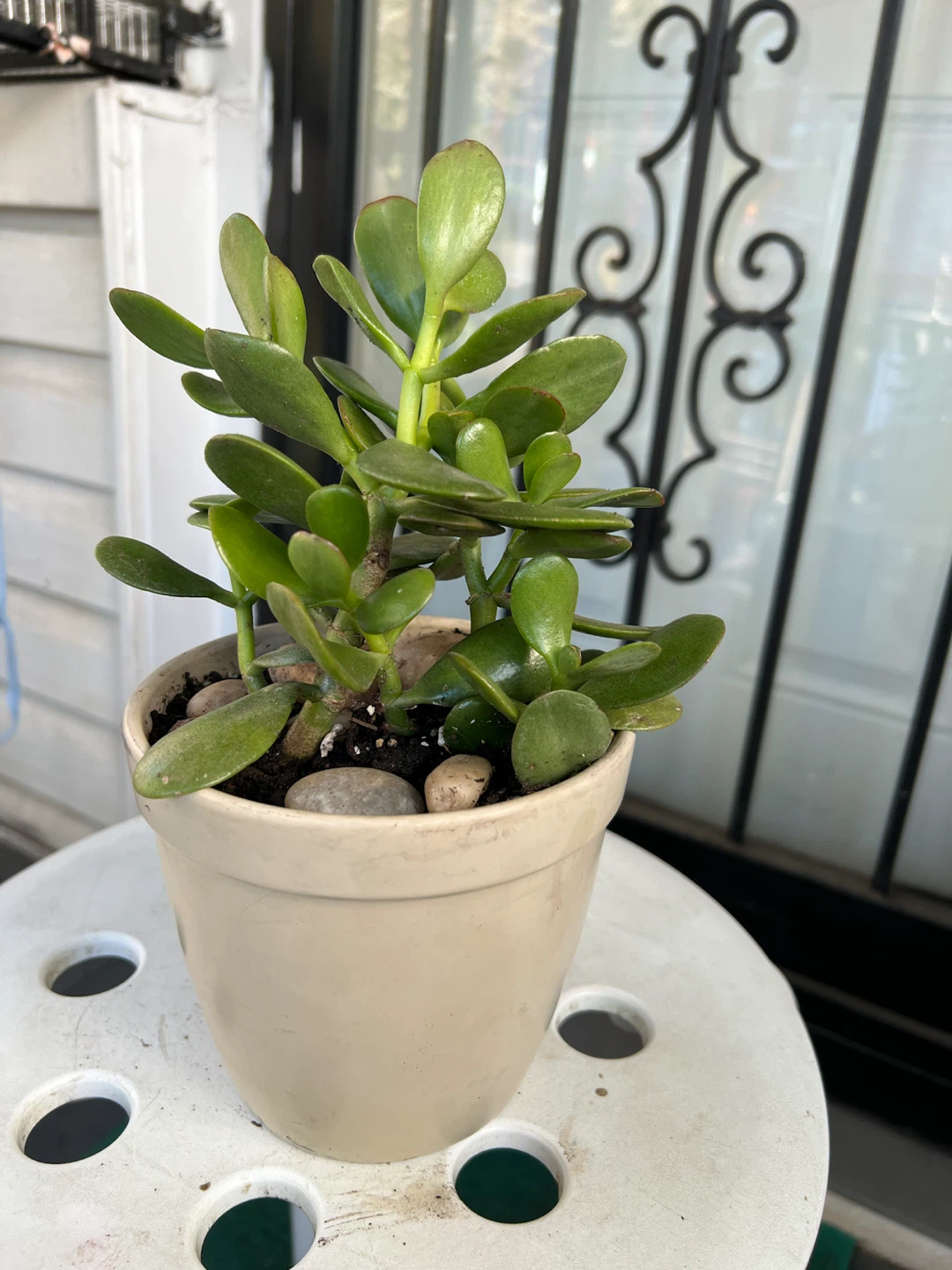 Healthy Jade Plant in Ceramic Pot - photo 3