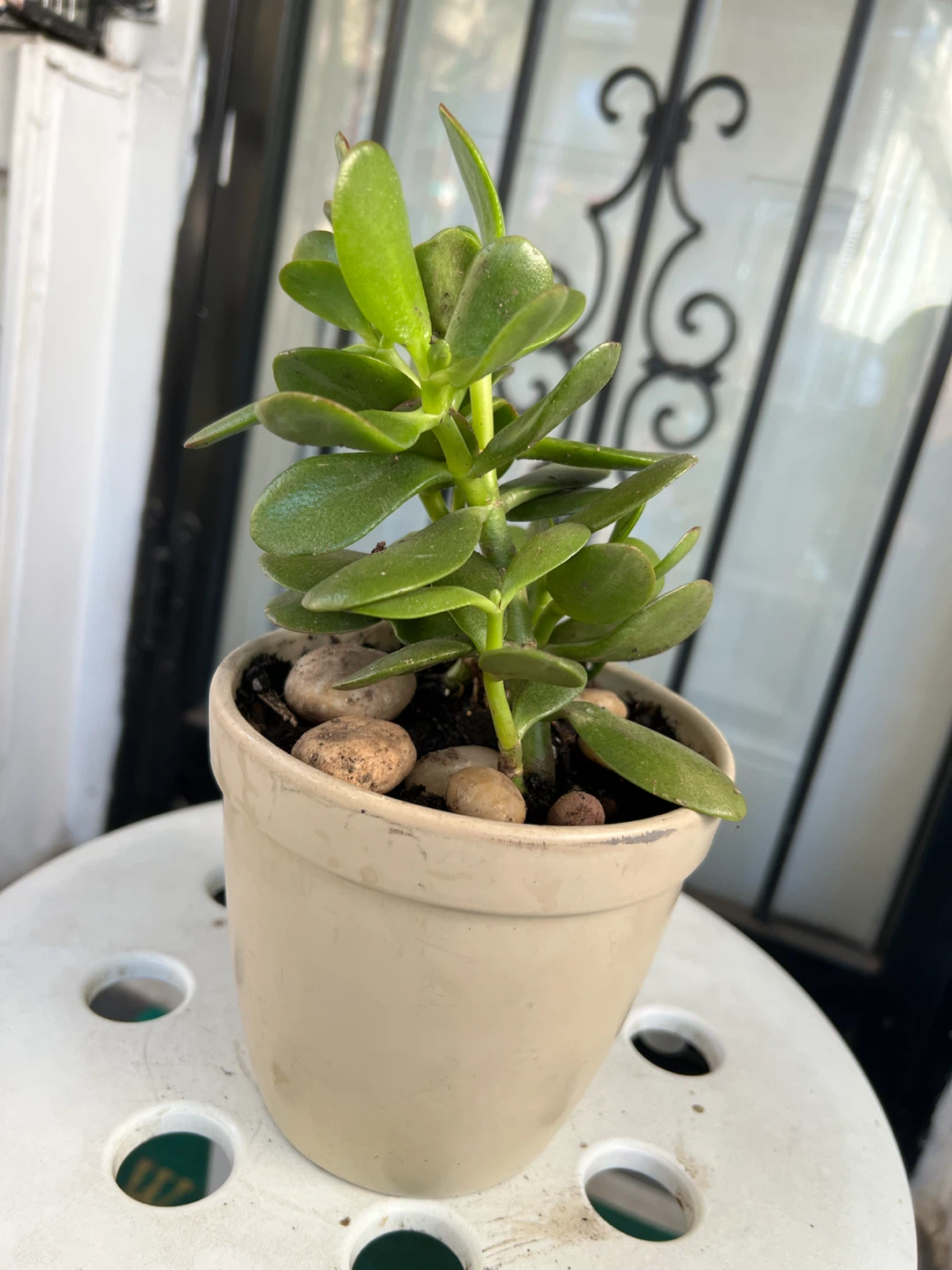Healthy Jade Plant in Ceramic Pot - photo 4