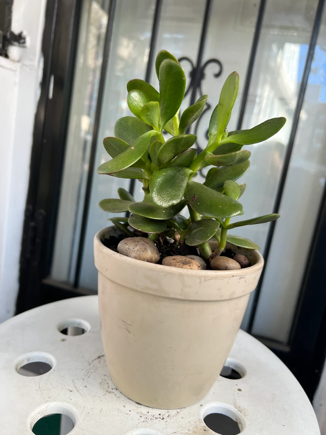 Healthy Jade Plant in Ceramic Pot - photo 5
