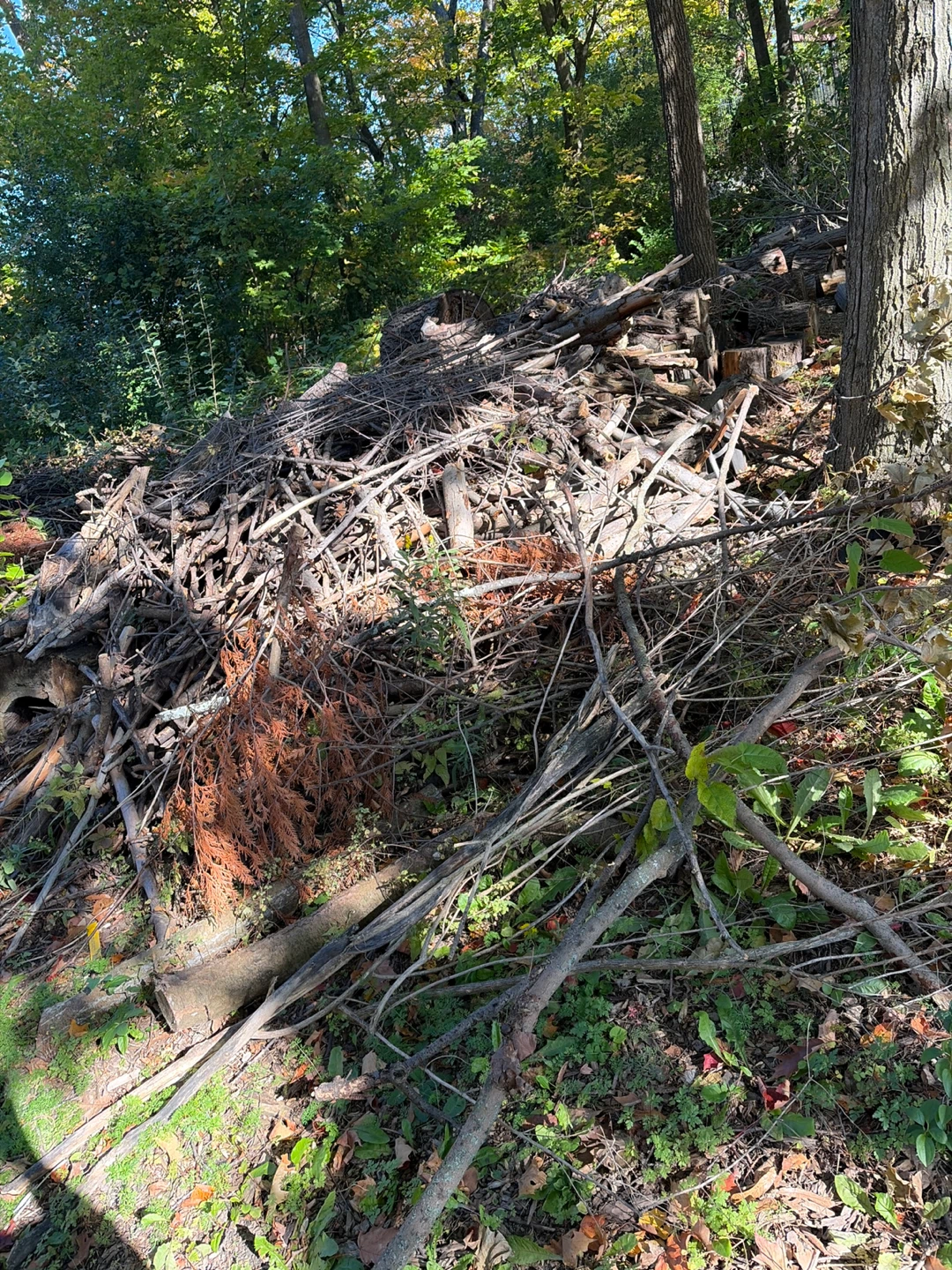 Fire wood