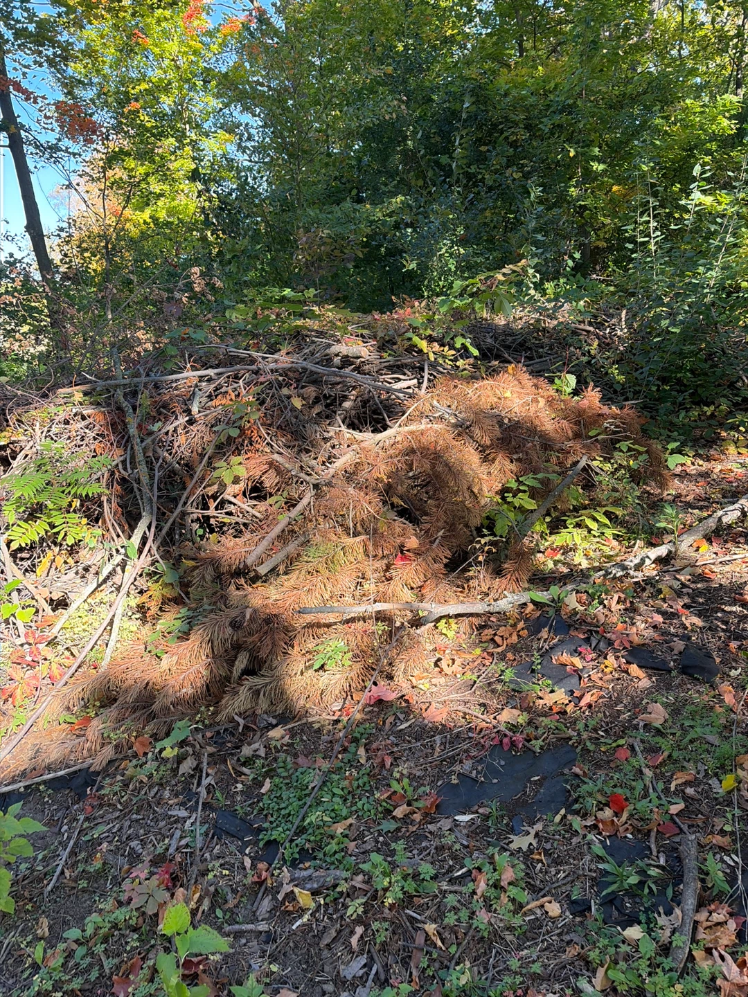 Fire wood - photo 2
