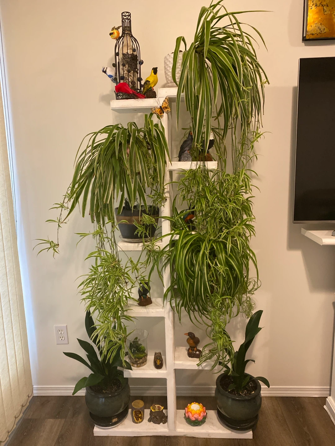 Plant stand includes all the plants