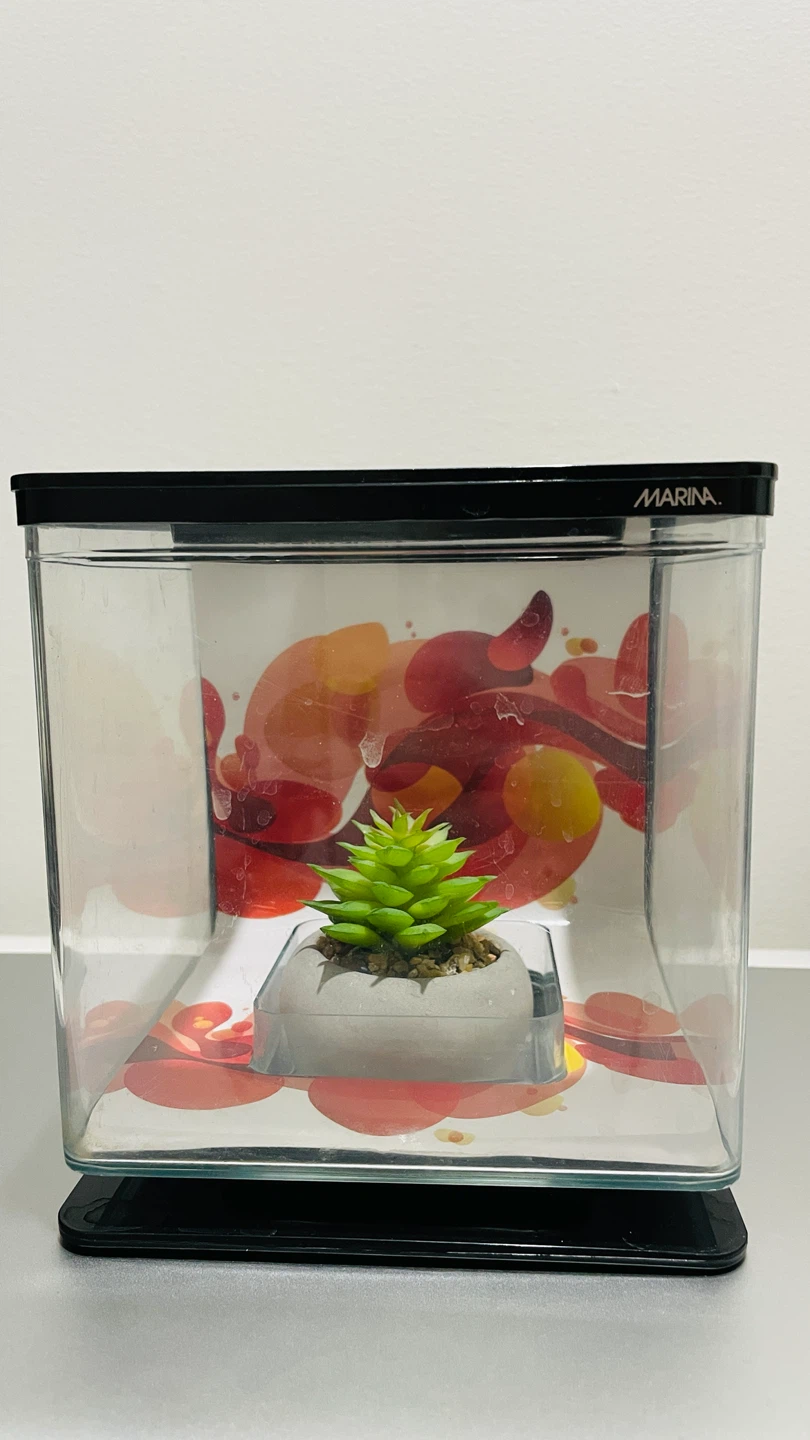Beta fish tank - photo 2