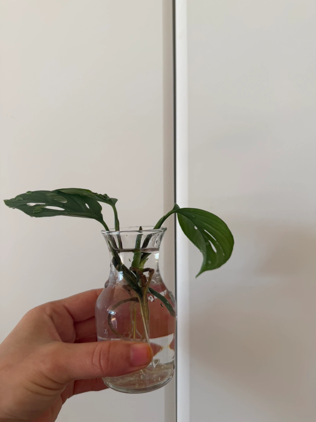 Monstera Adansonii cutting in glass vase
