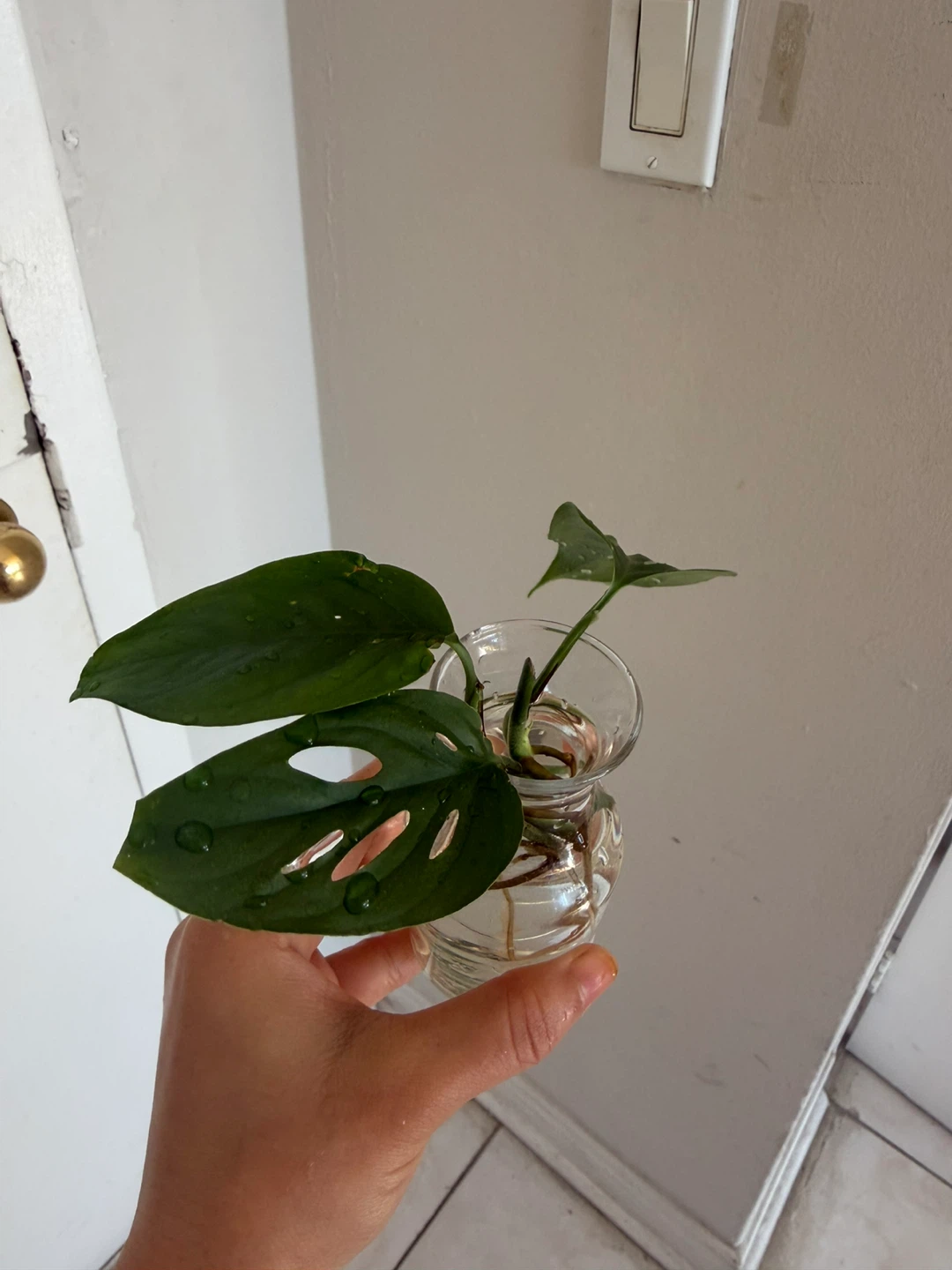 Monstera Adansonii cutting in glass vase - photo 2