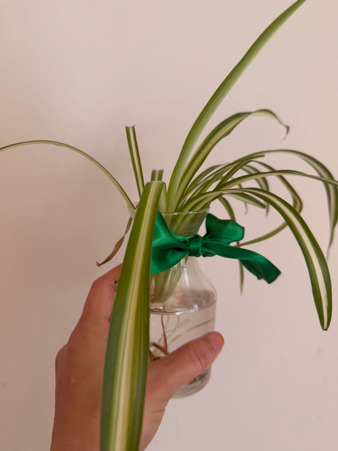 Spider Plant in Glass Vase