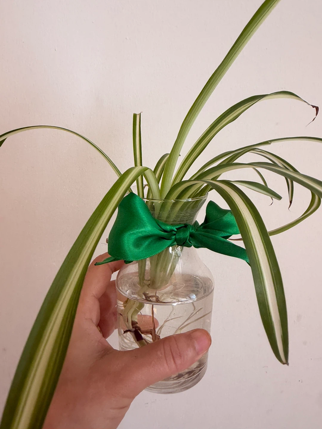 Spider Plant in Glass Vase - photo 2