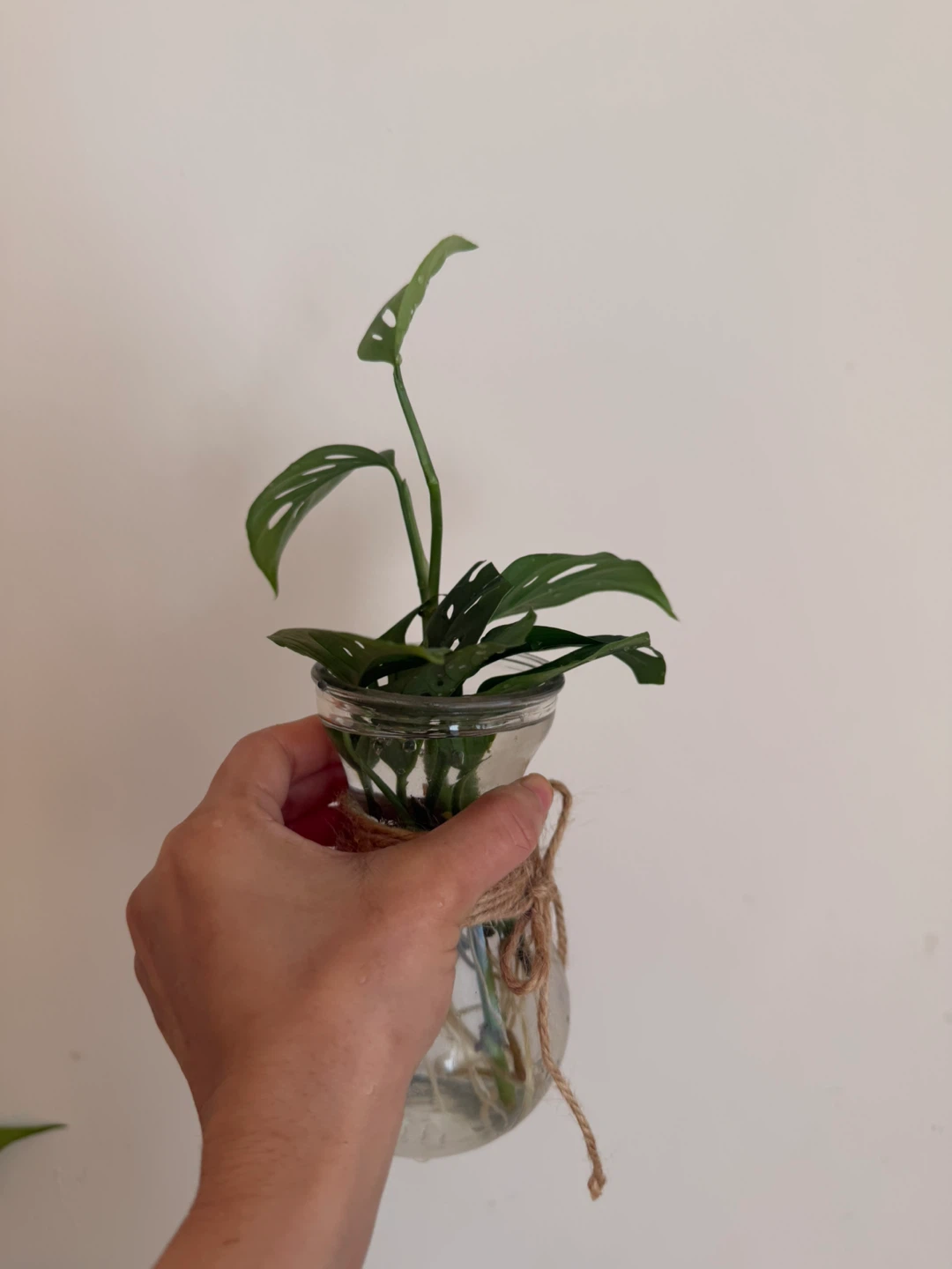 Monstera Adansonii cutting in glass vase