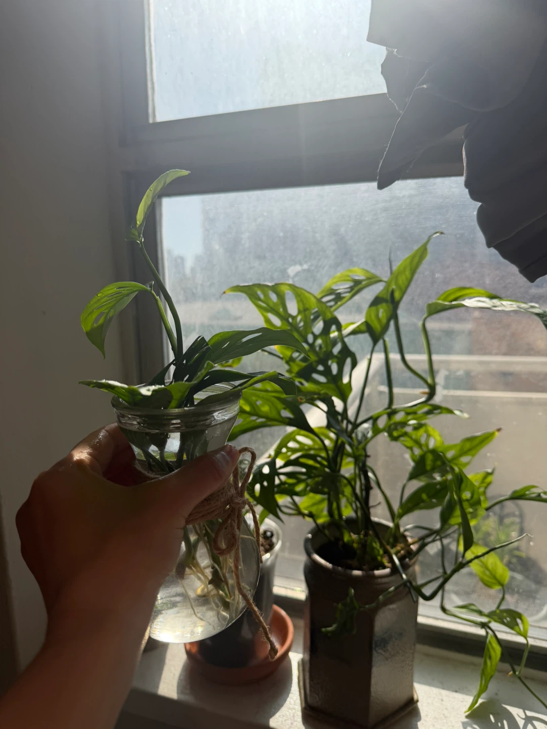 Monstera Adansonii cutting in glass vase - photo 2