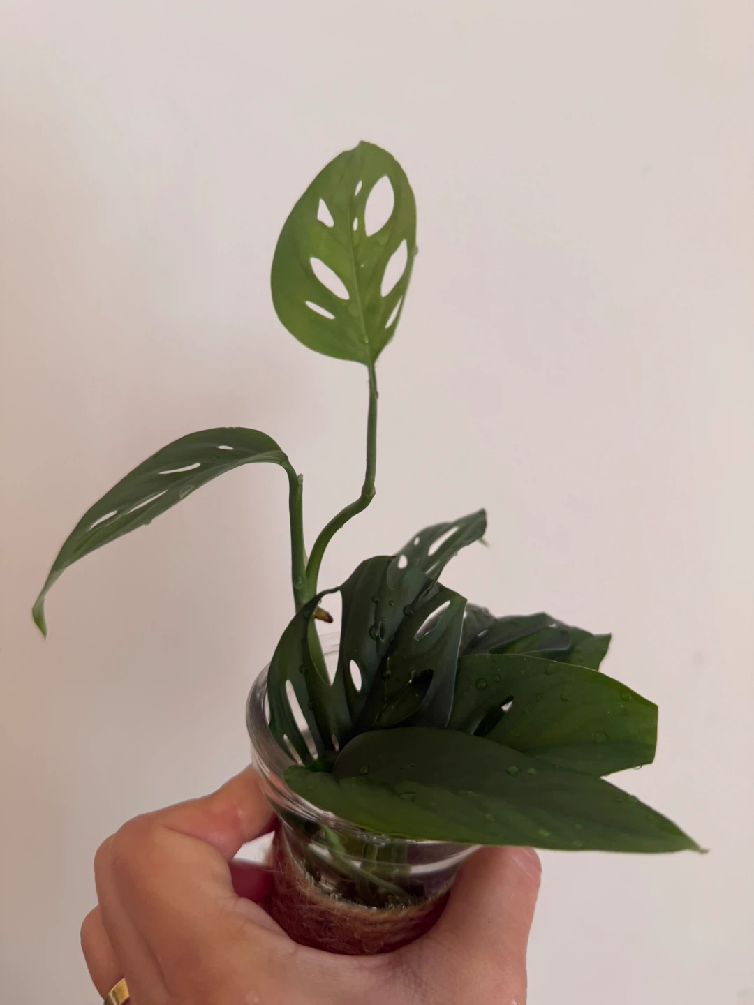 Monstera Adansonii cutting in glass vase - photo 3