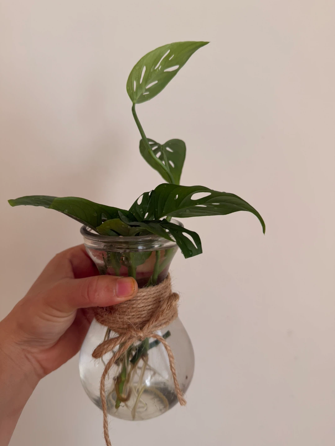 Monstera Adansonii cutting in glass vase - photo 4
