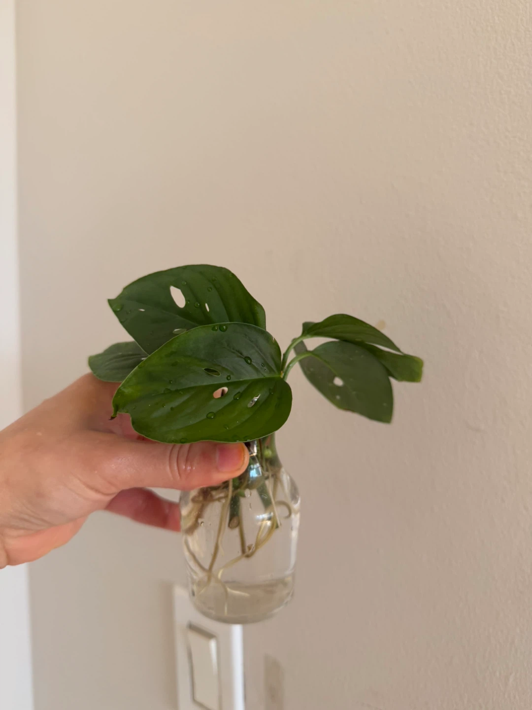 Monstera Adansonii Cutting in Glass Vase