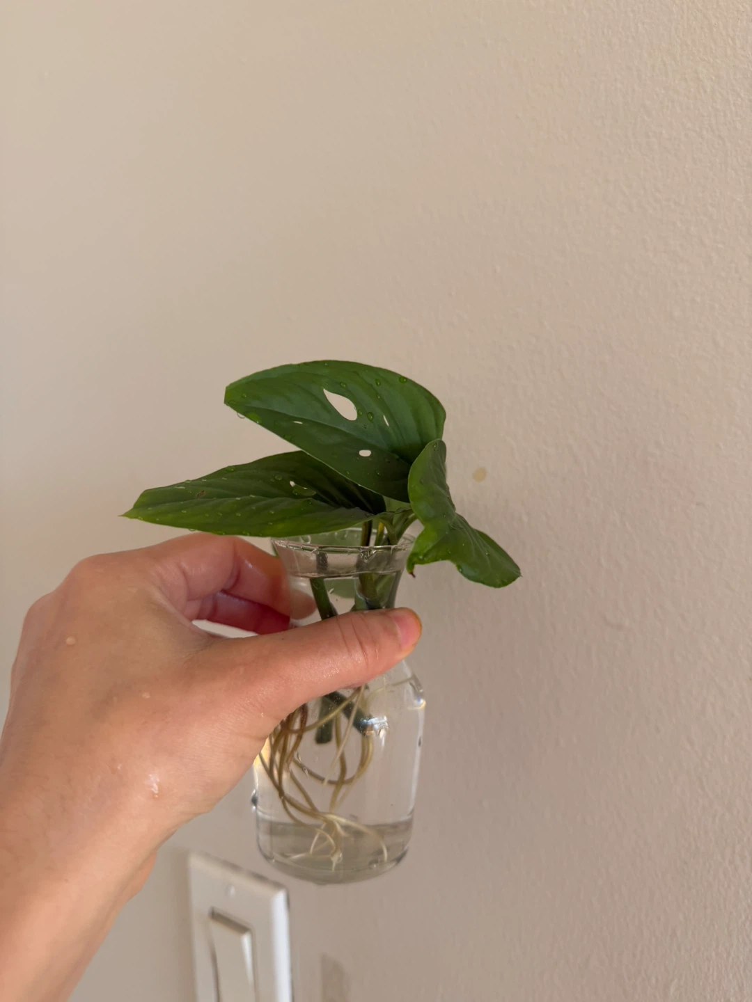 Monstera Adansonii Cutting in Glass Vase - photo 2