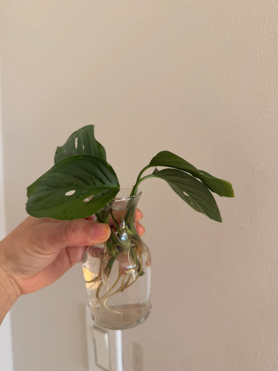 Monstera Adansonii Cutting in Glass Vase - photo 3
