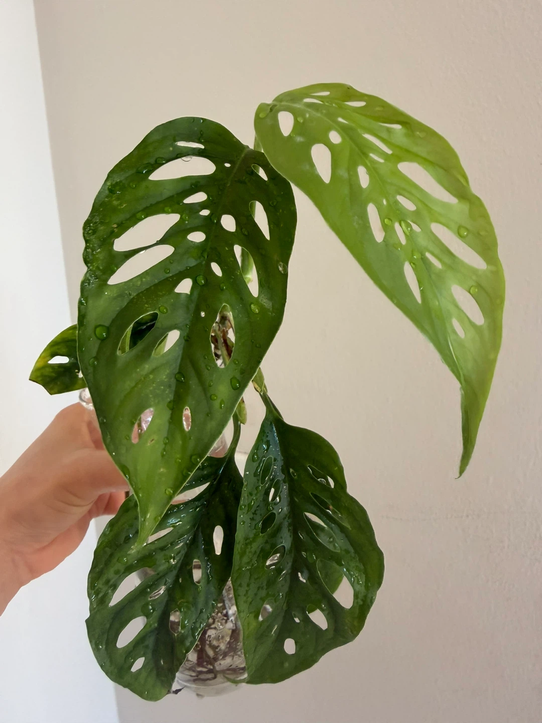 Monstera Adansonii plant cutting