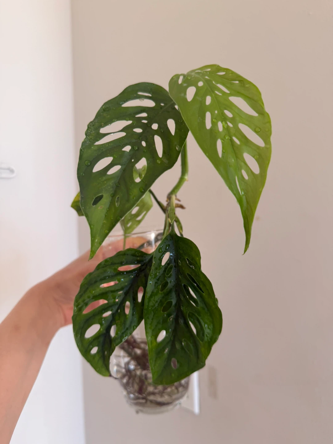 Monstera Adansonii plant cutting - photo 2