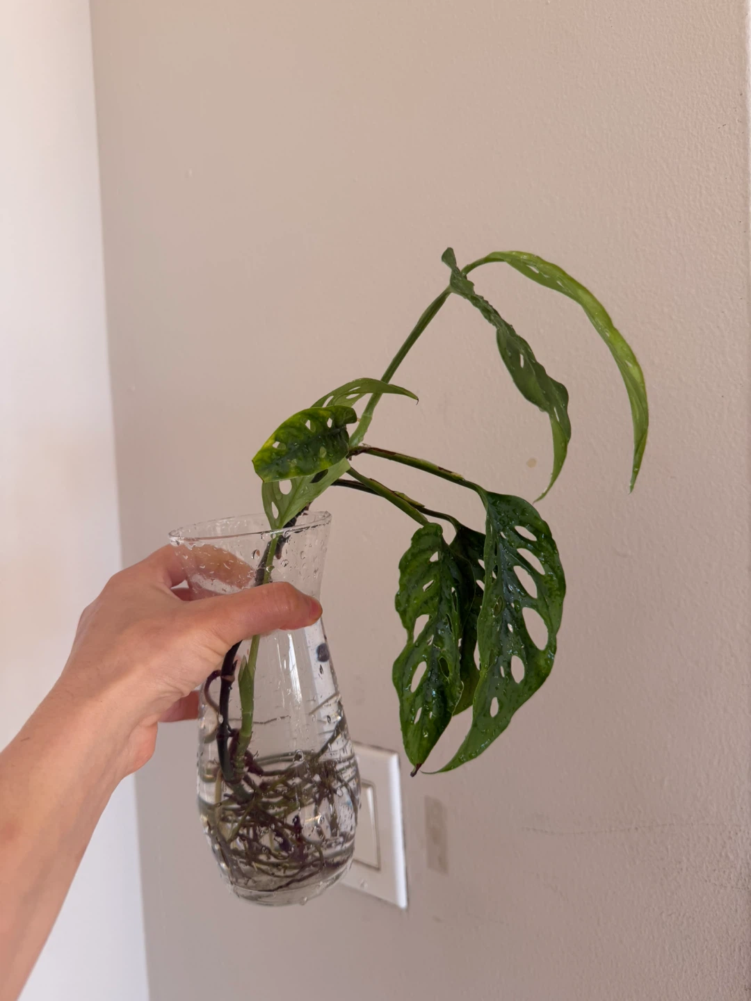 Monstera Adansonii plant cutting - photo 3