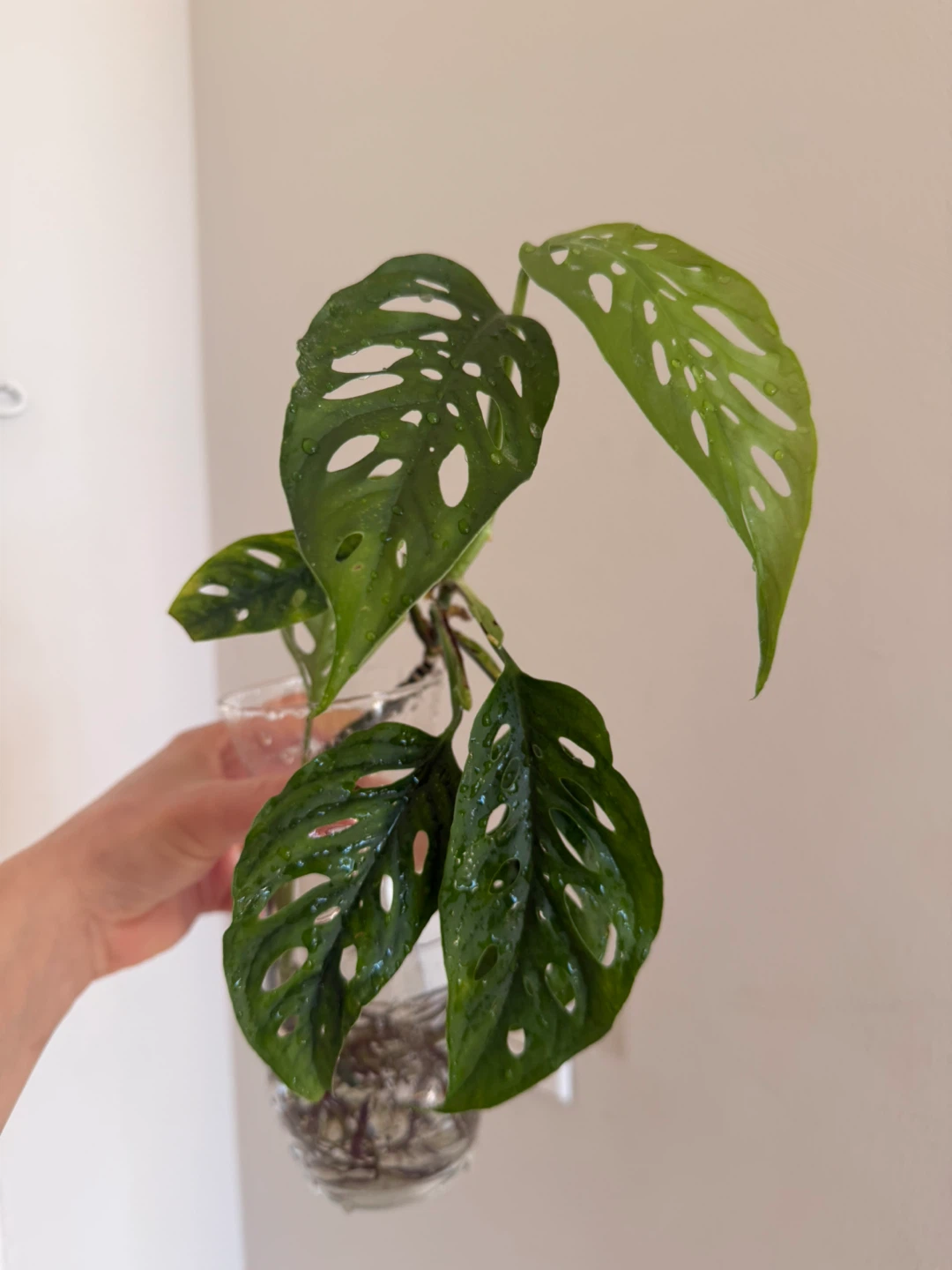 Monstera Adansonii plant cutting - photo 4