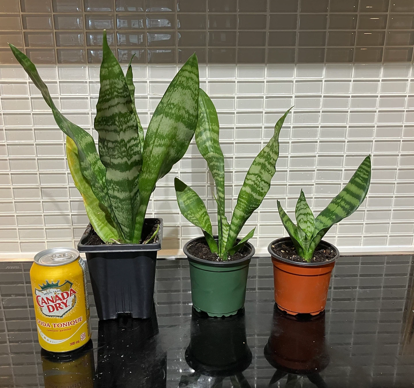 Snake Plants