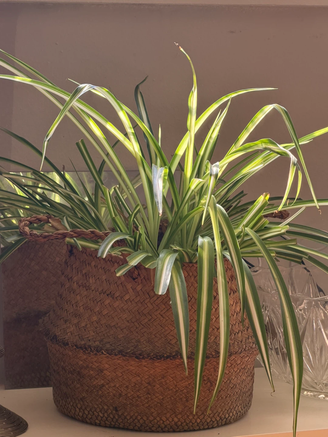 Variegated Spider Plant in Woven Basket