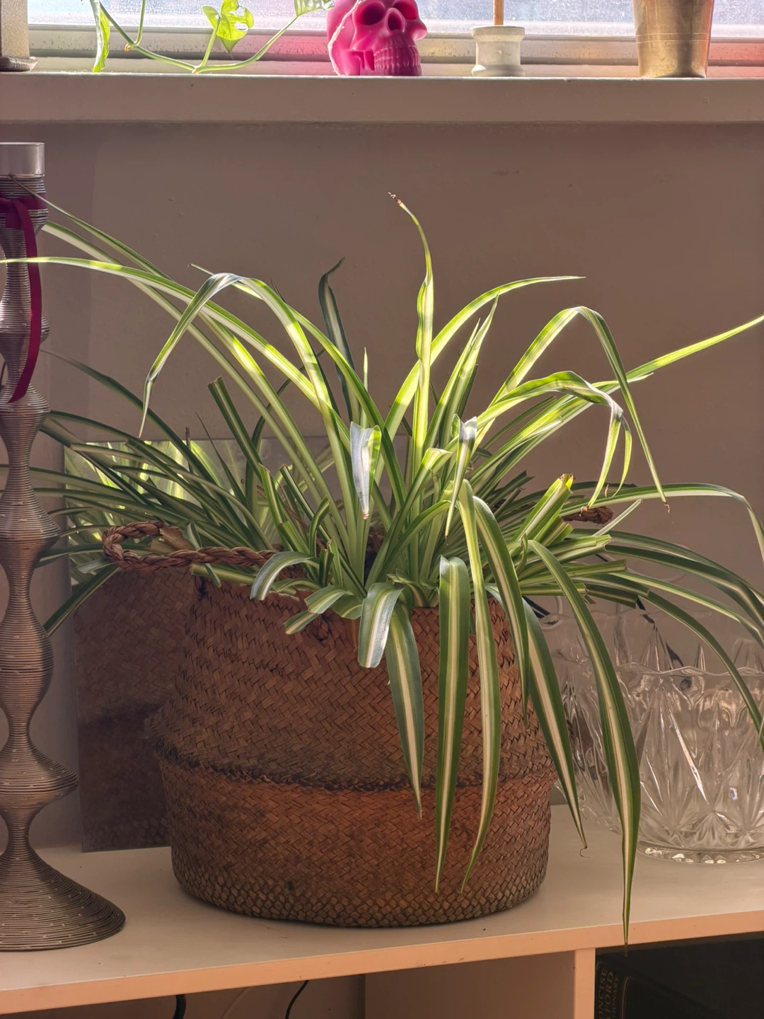 Variegated Spider Plant in Woven Basket - photo 2