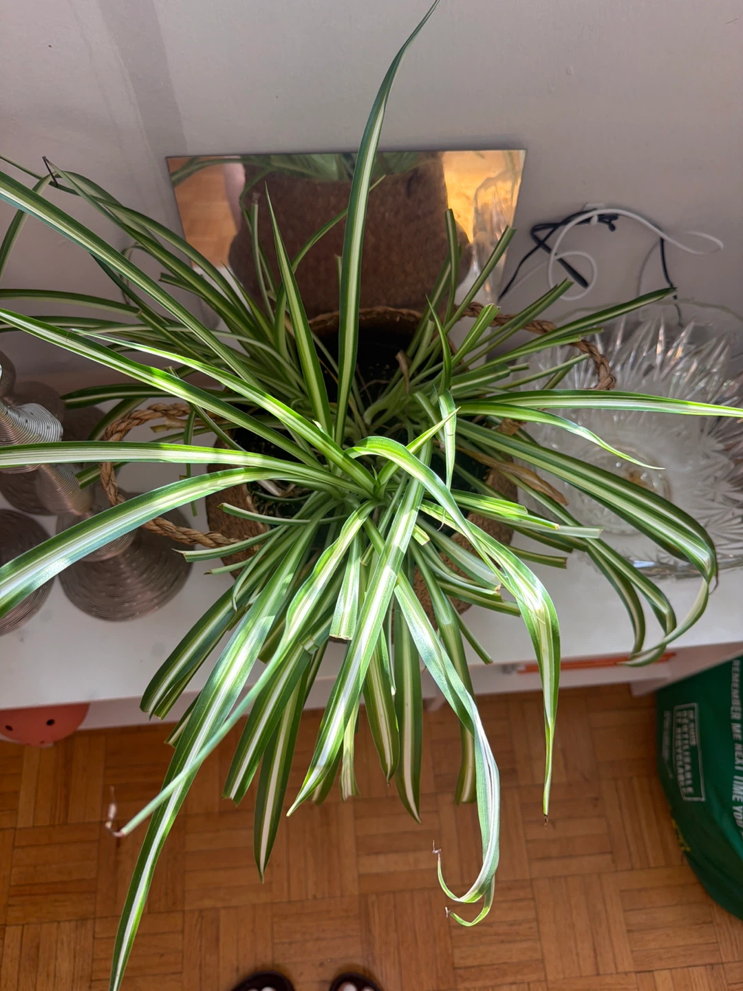 Variegated Spider Plant in Woven Basket - photo 3