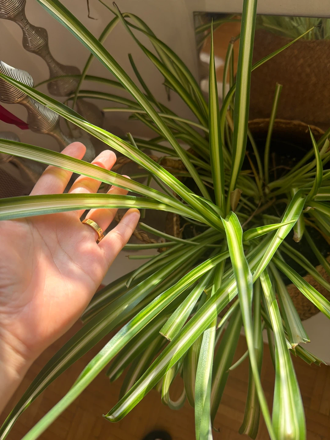 Variegated Spider Plant in Woven Basket - photo 4