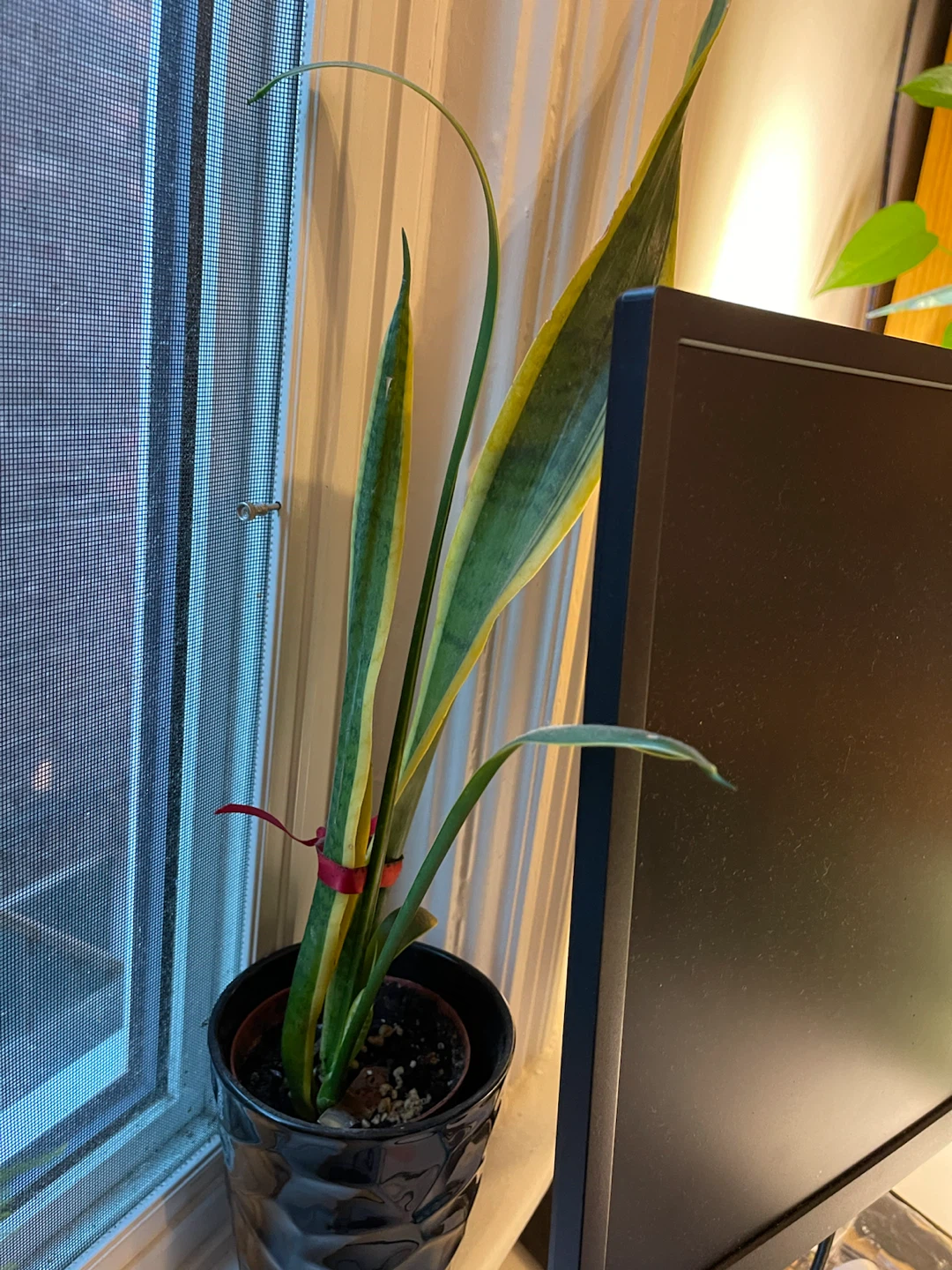 Snake Plant in Black Pot