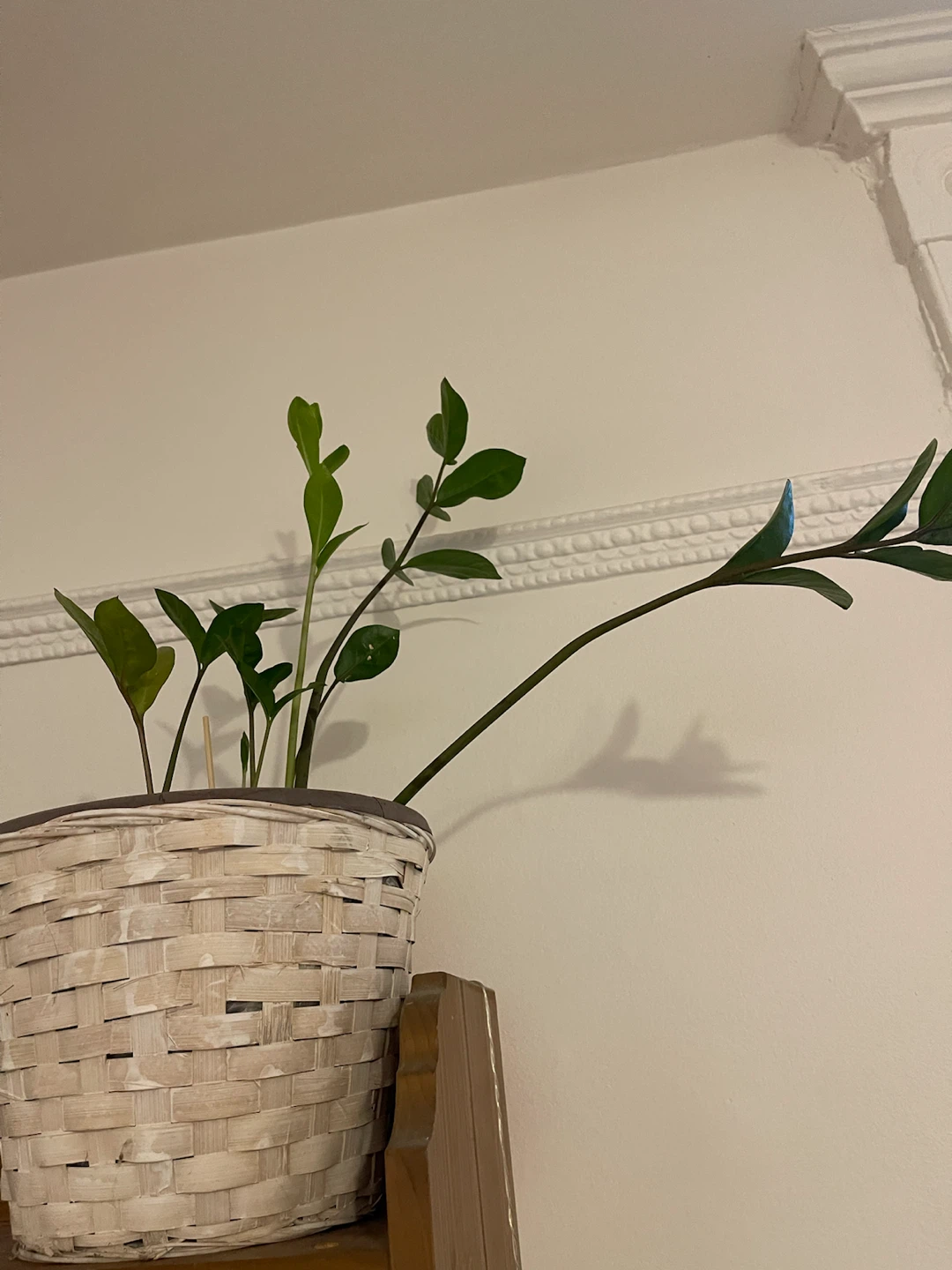ZZ Plant in Woven Basket
