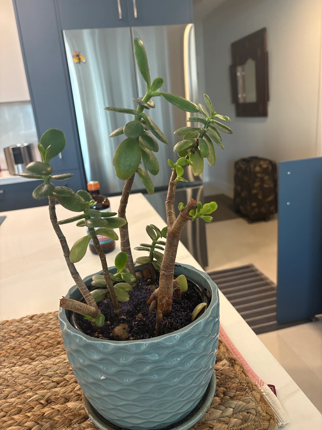 Potted Jade Plant in Blue Ceramic Pot