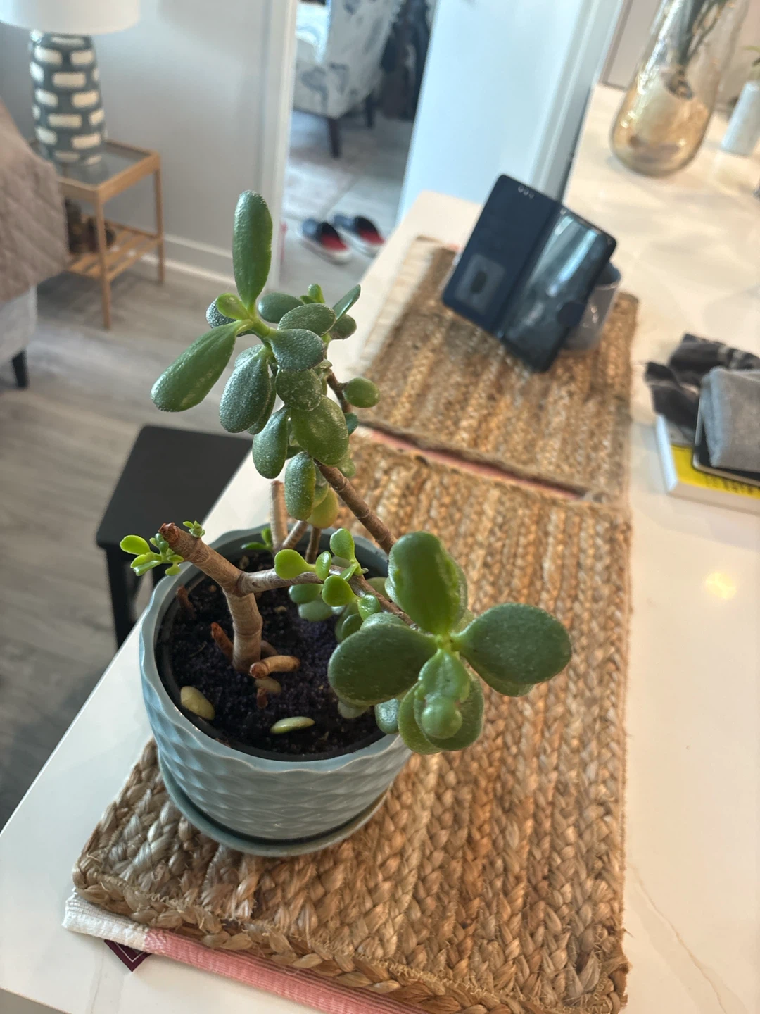 Potted Jade Plant in Blue Ceramic Pot - photo 2